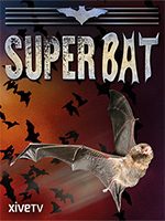 2004 - mini mini superbat